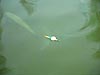 Fishing trouts in Poland