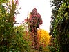 Golden Polish Autumn