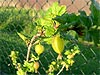 Gooseberry (Ribes grossularia)