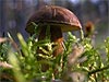 Boletus scaber mushroom (Leccinum scabrum)