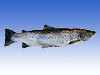 Baltic Sea Salmon