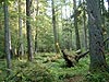 Primeval forest in Bialowieza National Park