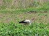 Hunting stork