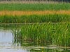 Biebrza National Park natural bogs