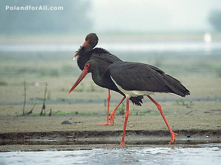 Black storks in Milicz Ponds