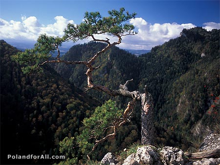 Pine tree on Mt Sokolica